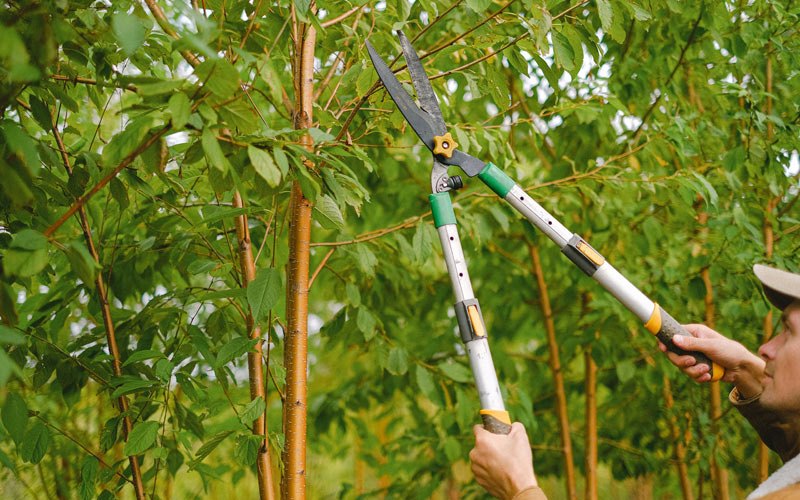 Tree trimming in Leo, IN